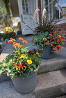 Fall Patio Pot from Mischler's Florist and Greenhouses in Williamsville, NY