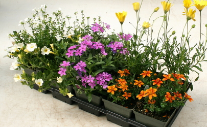 Tray of Cold Tolerant Annuals from Mischler's Florist and Greenhouses in Williamsville, NY