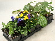 Tray of Pansies and Spring Veggies from Mischler's Florist and Greenhouses in Williamsville, NY