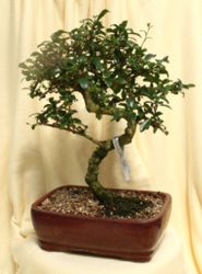 Bonsai Fukien Tea from Mischler's Florist and Greenhouses in Williamsville, NY