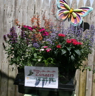 Go Gardens Hmmm Zingers from Mischler's Florist and Greenhouses in Williamsville, NY