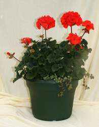 Geranium 10 inch Pot from Mischler's Florist and Greenhouses in Williamsville, NY