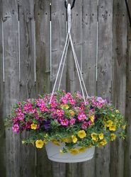 12 Inch Hanging Swirl Basket from Mischler's Florist and Greenhouses in Williamsville, NY