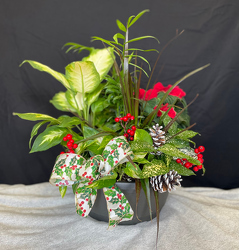 Holiday Dishgarden from Mischler's Florist and Greenhouses in Williamsville, NY