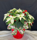 Pretty Princettia from Mischler's Florist and Greenhouses in Williamsville, NY