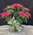 Princettia Pink With Holly Bow from Mischler's Florist and Greenhouses in Williamsville, NY