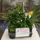 Go Gardens Hmmm Zingers from Mischler's Florist and Greenhouses in Williamsville, NY