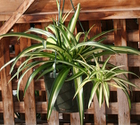 Hanging Basket Spider Plant from Mischler's Florist and Greenhouses in Williamsville, NY