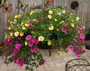 Callie Hanging Basket - 10 Inch from Mischler's Florist and Greenhouses in Williamsville, NY