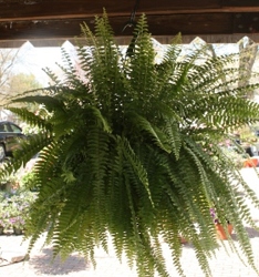 Hanging Basket - Boston Fern from Mischler's Florist and Greenhouses in Williamsville, NY