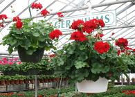 Hanging Basket - Geranium from Mischler's Florist and Greenhouses in Williamsville, NY