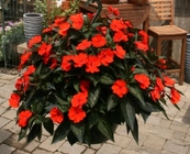 Hanging Basket - Sunpatiens from Mischler's Florist and Greenhouses in Williamsville, NY
