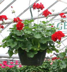 Hanging Basket - Geranium from Mischler's Florist and Greenhouses in Williamsville, NY