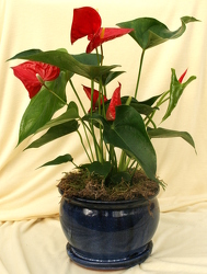Anthurium Ceramic Pot from Mischler's Florist and Greenhouses in Williamsville, NY