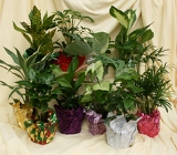 Houseplant Favors from Mischler's Florist and Greenhouses in Williamsville, NY
