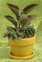 Succulent Ceramic Mix from Mischler's Florist and Greenhouses in Williamsville, NY