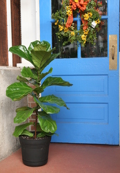 Fiddle Leaf Fig Strd from Mischler's Florist and Greenhouses in Williamsville, NY
