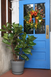 Fiddle Leaf Fig Multi from Mischler's Florist and Greenhouses in Williamsville, NY