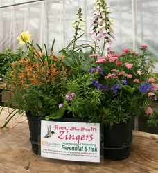 Hummm Zingers from Mischler's Florist and Greenhouses in Williamsville, NY
