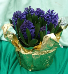 Hyacinth from Mischler's Florist and Greenhouses in Williamsville, NY