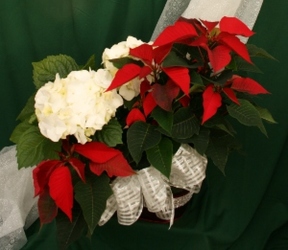 Poinsettia & Hydranga Combo from Mischler's Florist and Greenhouses in Williamsville, NY