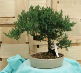 Bonsai Japanese Juniper 831 from Mischler's Florist and Greenhouses in Williamsville, NY