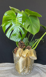 Merry Monstera from Mischler's Florist and Greenhouses in Williamsville, NY