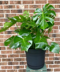 Monstera  from Mischler's Florist and Greenhouses in Williamsville, NY