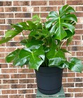 Monstera  from Mischler's Florist and Greenhouses in Williamsville, NY