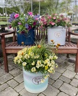 Mixed Patio Container from Mischler's Florist and Greenhouses in Williamsville, NY