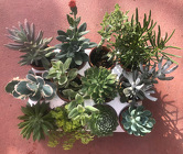 Mischlers Succulent Collection from Mischler's Florist and Greenhouses in Williamsville, NY