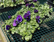 Pansy Flat from Mischler's Florist and Greenhouses in Williamsville, NY