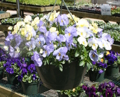 Pansy Hanging Basket from Mischler's Florist and Greenhouses in Williamsville, NY