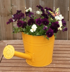 Pansy Watering Can from Mischler's Florist and Greenhouses in Williamsville, NY