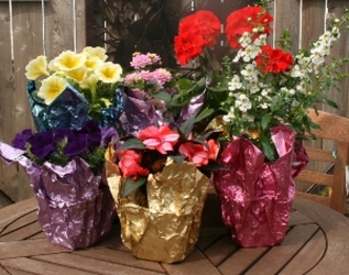 Party Favors - Annuals from Mischler's Florist and Greenhouses in Williamsville, NY