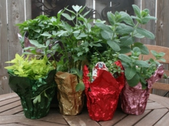 Party Favors - Herbs from Mischler's Florist and Greenhouses in Williamsville, NY