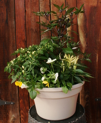 Fall Mixed Pepper Pot from Mischler's Florist and Greenhouses in Williamsville, NY