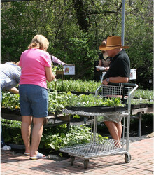 Perennial Sale 2022 April 22nd from Mischler's Florist and Greenhouses in Williamsville, NY