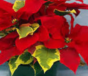 Poinsettia Tapestry from Mischler's Florist and Greenhouses in Williamsville, NY