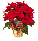 The Mischler Poinsettia from Mischler's Florist and Greenhouses in Williamsville, NY