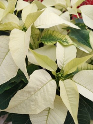 Frozen Poinsettia from Mischler's Florist and Greenhouses in Williamsville, NY