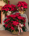 Free Delivery Poinsettia Special from Mischler's Florist and Greenhouses in Williamsville, NY