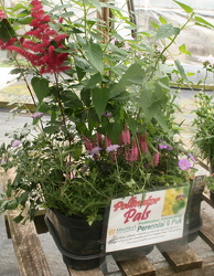 Go Garden Pollinator Pals from Mischler's Florist and Greenhouses in Williamsville, NY
