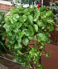 Hanging Basket Pothos from Mischler's Florist and Greenhouses in Williamsville, NY