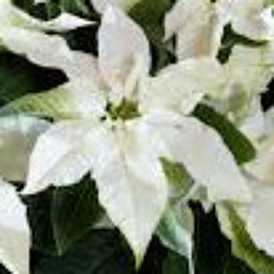 Princettia White from Mischler's Florist and Greenhouses in Williamsville, NY