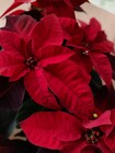 Princettia Red from Mischler's Florist and Greenhouses in Williamsville, NY