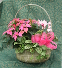 Princettia Combo Basket from Mischler's Florist and Greenhouses in Williamsville, NY