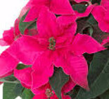 Princettia Hot Pink from Mischler's Florist and Greenhouses in Williamsville, NY
