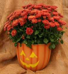 Mum Pumpkin Jack from Mischler's Florist and Greenhouses in Williamsville, NY