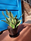 Table Top Snake Plant from Mischler's Florist and Greenhouses in Williamsville, NY